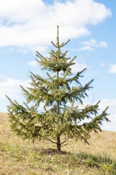 Young fir tree in park in sunny spring day