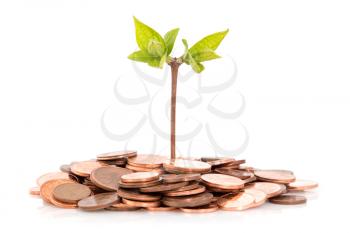 Plant growing out of copper coins isolated on white background