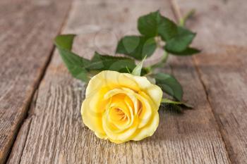 Single yellow rose lying on old wooden background