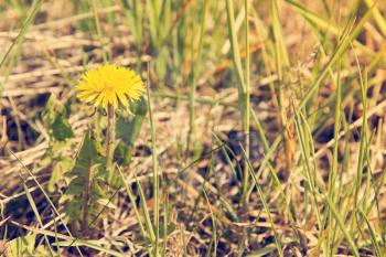 Lonely sow thistle grow in a spring meadow