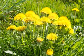 Bunch of sow-thistle at the summer meadow, dandelion in wild