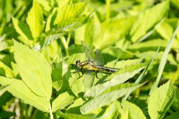 Beautiful dragonfly on leaves with green background