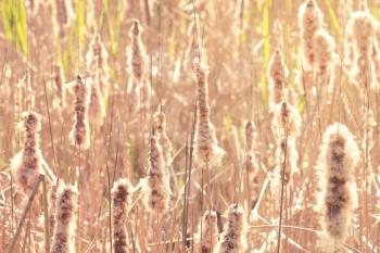 Dry reeds in sunny day. Filtered image.