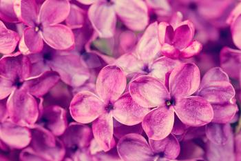 The beautiful blooming lilac flowers close up