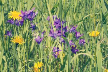  Summer meadow with purple and yellow wildflowers 