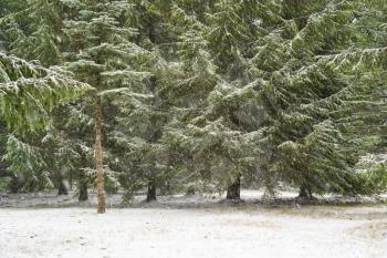 Heavy snow in the forest, snowy weather in the wood