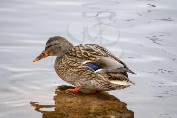 Female Mallard Duck sits on the stone in the water 