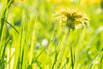 Close-up of blooming yellow dandelion flower. Shallow DOF.