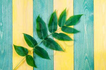 Wooden background with green plant. Copy-space.