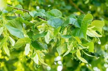 Close up view of linden tree before blooming 