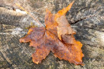 Rusty autumn maple leaf lying on old stump. The Season of Autumn.