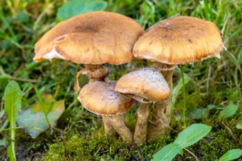 Group of dangerous uneatable mushrooms grow in a grass