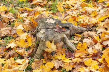 Tree stump surrounded by fallen leaves in autumn forest