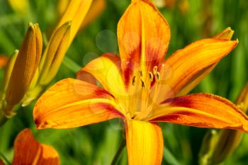 Close-up of orange day-lily flower