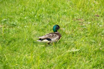 Mallard duck male on a meadow with green grass
