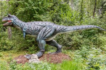 Hunt and roaring of prehistoric predator dinosaur