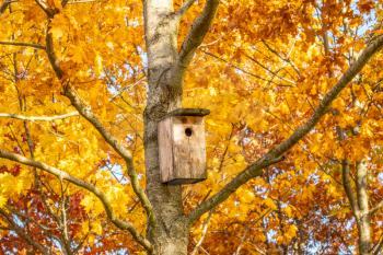 Bird house on the autumnal maple tree