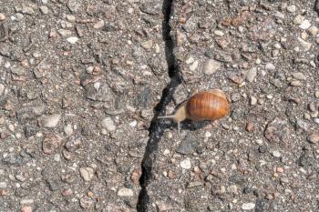 Snail facing a problem, crack on the asphalt road ahead