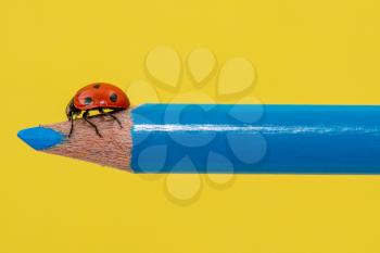 Red ladybug walking on a blue pencil over yellow background