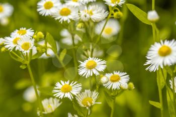 Summer meadow full of Chamomile flowers