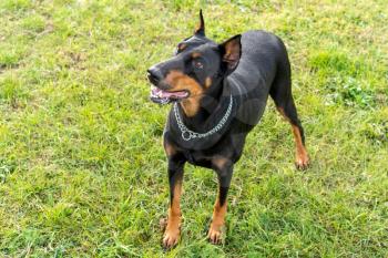 The dog breed Doberman Pinscher is standing on a green grass