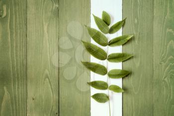 Wooden painted background with green plant. Copy-space.