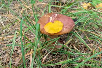 The mushroom grows in the forest grass. It is vegetarian diet food. 