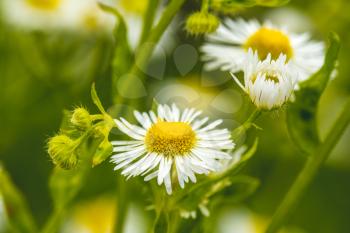 Summer meadow full of Chamomile flowers. Close-up view, selective focus