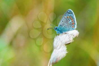 Blue butterfly sitting on a wisp of grass 