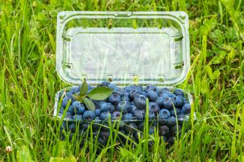 Bog whortleberry (Vaccinium myrtillus)  berries in a plastic box