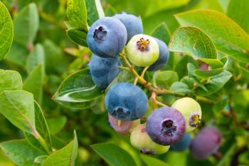 Organic heathberries or bilberries ripen at garden