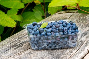 Box or punnet of fresh ripe organic blueberries