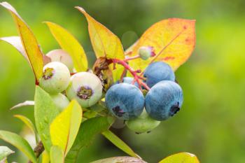 Close up view of ripen blueberries on the branch
