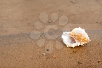 Shell on sandy beach. Travel and relax concept 
