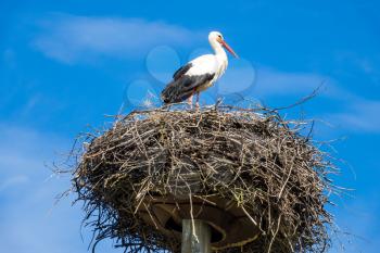 Stork standing in its nest in warm weather