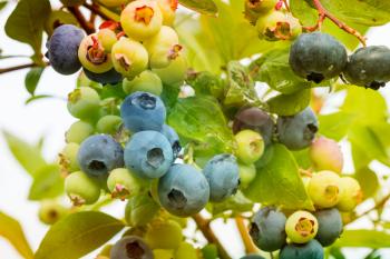 Close up view at garden blueberry, ripe and green berries with leaves