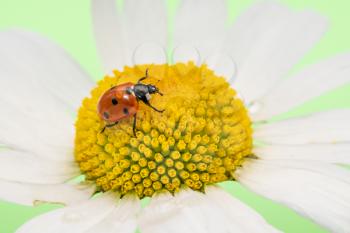 Ladybug sits on a large chamomile, close-up view