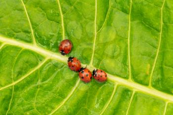 Ladybugs family on the green leaf after rain