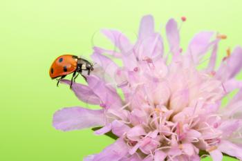 Ladybird sits on purple flower, close-up view