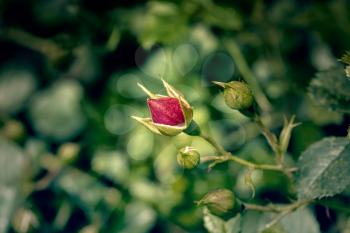 Abstract dark background with red rose bud in the garden