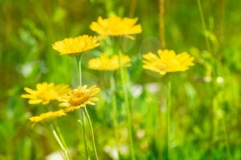 Yellow daisy flowers growing in a summer meadow
