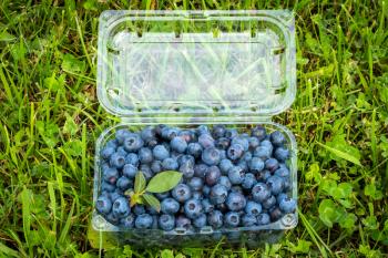 Bog whortleberry (Vaccinium myrtillus) berries in a plastic box. Top view.