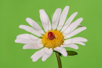  Ladybird sleeping on a chamomile flower, close-up view