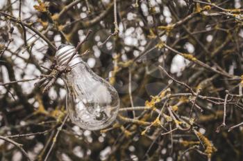 Light bulb on the branches of wild bush. Energy and environment concept