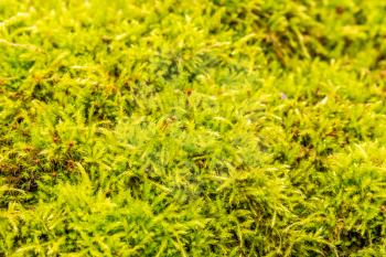 Green moss background texture beautiful in nature