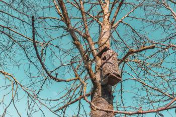 Old wooden birdhouse on a tree. The concept of the animal care