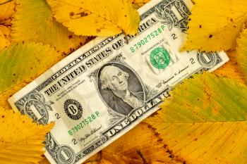 Dollar banknote under fallen leaves, closeup, top view