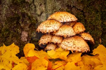 Wild mushrooms growing on tree trunk and close to tree roots during autumn 