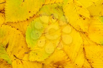 Background of yellow autumn leaves. Autumn Leaves Background.