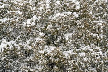 Fresh snow on the branches of thuja. Frozen needles of an evergreen coniferous tree thuja. Background image